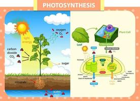 Diagram showing process of photosynthesis in plant vector