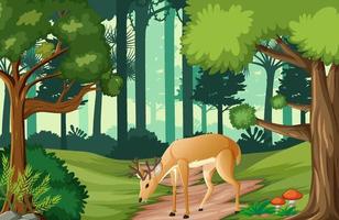 animales salvajes en el fondo del paisaje forestal vector