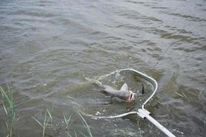 The fisherman caught a large carp and dragged it right into the net photo