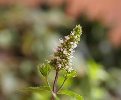 planta de menta menta piperita foto