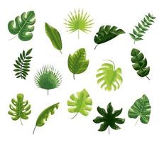 fifteen botanical leafs vector