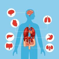 body and organs vector