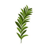 spring leafs branch vector