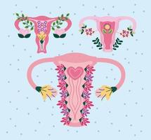 three flowers in uterus vector