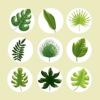 nine botanical leafs vector