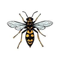 Hand drawn colored wasp isolated on white. Vector illustration in sketch style