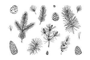 conjunto de elementos de decoración de plantas de coníferas en estilo boceto aislado sobre fondo blanco. Ilustración vectorial de abeto, pino, ramas de alerce y conos decoración de Navidad y año nuevo vector