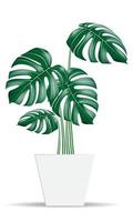 Monstera tropical plants realistic vector in white potted on isolated background for home or office interior