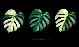 vector realista de monstera deliciosa planta hoja de bosques tropicales colección de manchas verdes y amarillas en negro