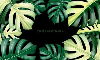 Vector realistic of Monstera Deliciosa plant leaf from tropical forests green and yellow on black