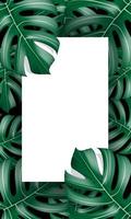 realistic of Monstera Deliciosa plant leaf from tropical forests green with white card blank space for text background vector