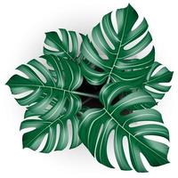 Vista superior de plantas tropicales monstera vector realista en maceta blanca sobre fondo aislado