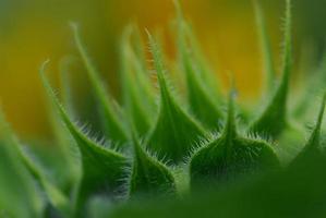 Green bud sunflower close up photo