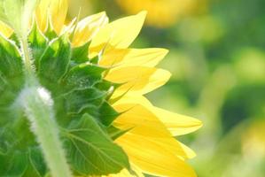 Sunflower young bud blooming, macro, close up photo