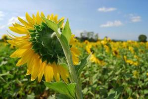 Big sunflower in the garden and blue sky, Thailand photo