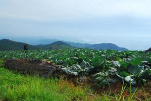 Big Cabbage farm on the mountain and sky photo