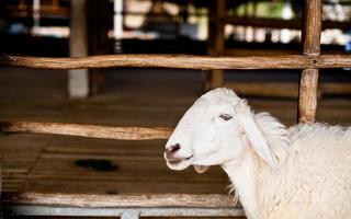 Brown and white sheep lying on the ground. photo