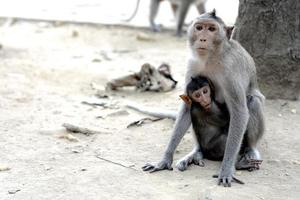 Cute monkey with mother monkey photo