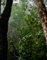 Rocío de la mañana. Gotas de agua brillantes sobre telaraña sobre fondo de bosque verde. macro. bokeh foto
