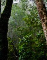 Morning dew. Shining water drops on spiderweb over green forest background. Macro. Bokeh photo