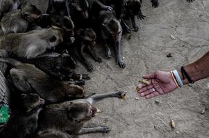 grupo de monos tomando comida de la mano humana. foto