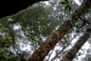 Rocío de la mañana. Gotas de agua brillantes sobre telaraña sobre fondo de bosque verde. macro. bokeh foto