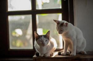 relajante sentado gato blanco, lindo gracioso foto