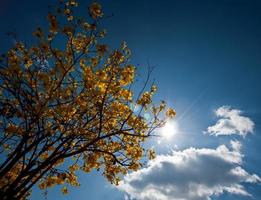 silueta de árbol durante la mañana en el cielo brillante