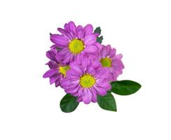 Violet flowers isolated on white background photo