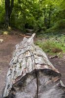 Cut tree in a wild forest photo