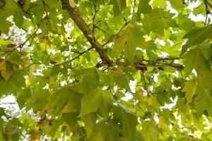 Green leaves on a tree photo