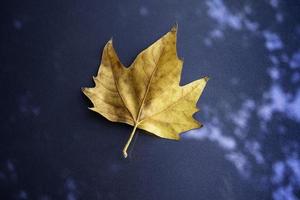 Autumn dry leaf on blue background photo
