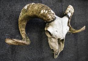 cráneo de cabra con cuernos foto