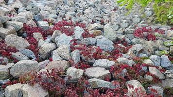 Stone background with branches of plants. Branches with green leaves. Mound of granite. photo
