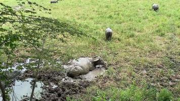 Buffalos in mud bath on green field video