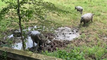 Buffalos in mud bath on green field. It is itching on its head