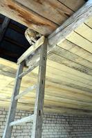 The ceiling is lined with boards. Construction of a residential building. A ginger cat climbed the stairs to the attic in an unfinished house. photo