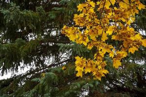 A branch of a tree with yellow foliage against a background of green spruce. Bright autumn. Autumn background. photo