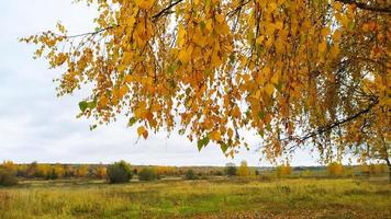 Autumn landscape. Bright autumn. A branch with yellow foliage bent over the horizon. photo