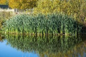Reed on the pond in autumn. Reflection of the leaves of reeds and trees with yellow foliage on the surface of the water. photo