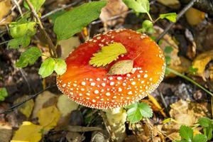 Poisonous mushrooms in the forest. Amanita mushroom with a beautiful cap grows in the grass. photo