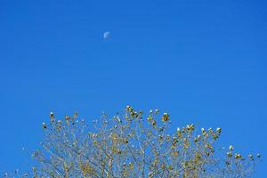 A month in the afternoon on a blue sky. The moon is visible during the daytime in autumn over the trees. photo