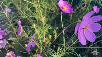 Bunte Cosmea-Büsche Nahaufnahme auf einem Blumenbeet video