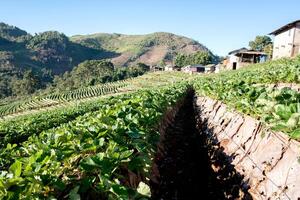 Strawberry Farm field on mountain photo