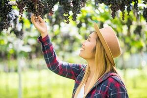 Happy young women gardener holding branches of ripe blue grape photo
