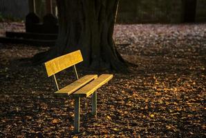 asiento de parque solitario foto