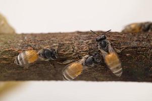 macro bee and honeycomb nature photo