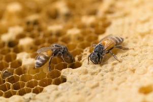 macro bee and honeycomb nature photo