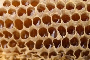 macro honeycomb honey nature photo