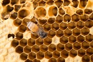 macro bee and honeycomb nature photo